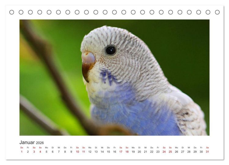 Produktbild: Wellensittichkalender! - Das Original (Tischkalender 2026 DIN A5 quer), CALVENDO Monatskalender
