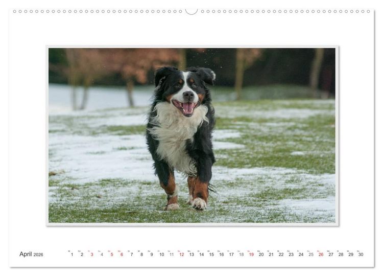 Produktbild: Emotionale Momente: Berner Sennenhund. (Wandkalender 2026 DIN A2 quer), CALVENDO Monatskalender