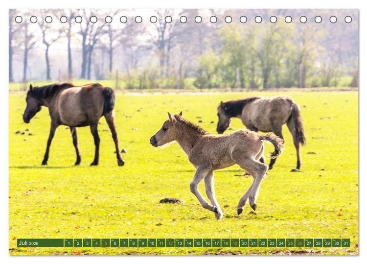 Produktbild: D&uuml;lmen - Wildpferde, Burgen und Schl&ouml;sser (Tischkalender 2026 DIN A5 quer), CALVENDO Monatskalender
