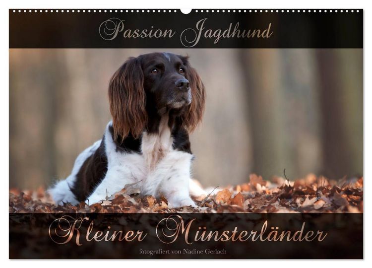 Produktbild: Passion Jagdhund - Kleiner M&uuml;nsterl&auml;nder (Wandkalender 2026 DIN A2 quer), CALVENDO Monatskalender