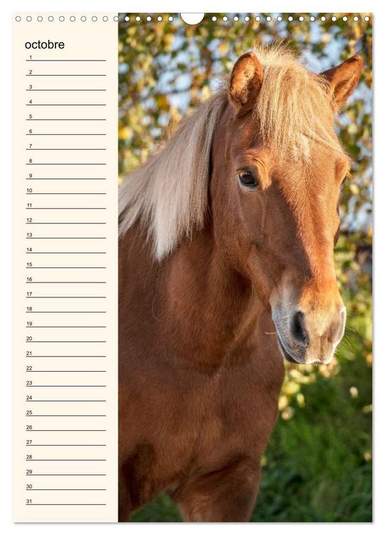 Produktbild: Cheval islandais - Calendrier anniversaire (Calendrier mural 2026 DIN A3 horizontal), CALVENDO calendrier mensuel