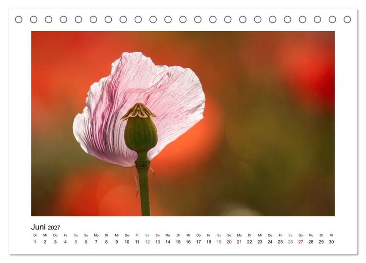 Produktbild: Naturkunstwerke (Tischkalender 2027 DIN A5 quer), CALVENDO Monatskalender