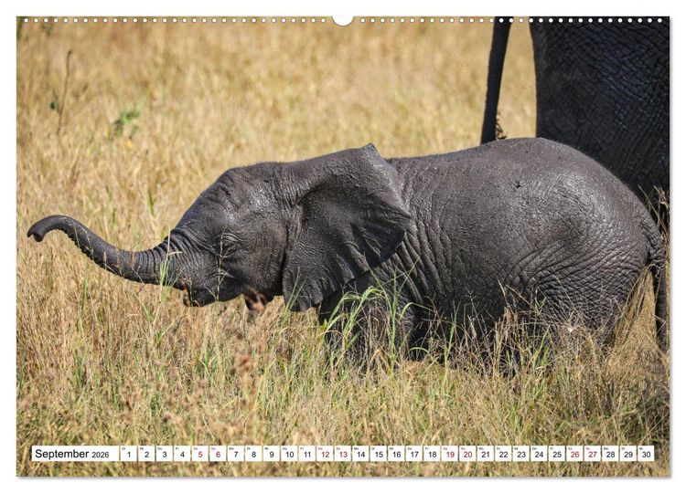 Produktbild: Elefanten-Traum - Herzenssache Afrika (Wandkalender 2026 DIN A2 quer), CALVENDO Monatskalender