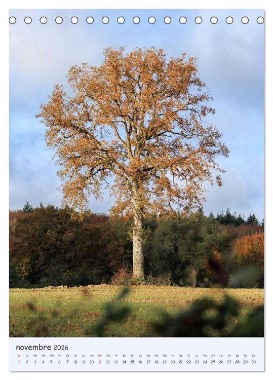 Produktbild: Arbres solitaires (Calendrier de bureau 2026 DIN A5 horizontal), CALVENDO calendrier mensuel