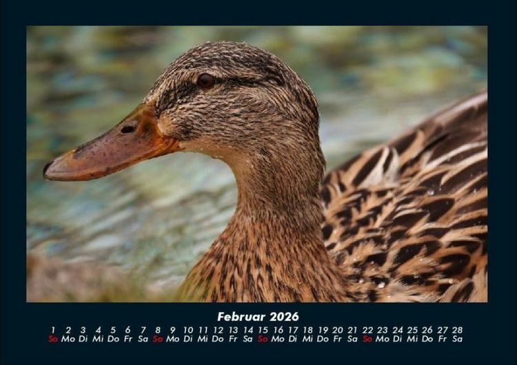 Produktbild: Enten 2026 Fotokalender DIN A4