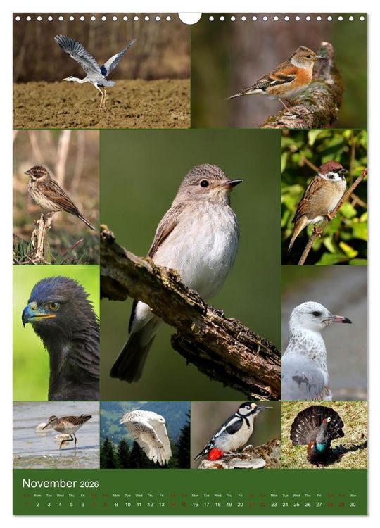 Produktbild: 78 Birds (Wall Calendar 2026 DIN A3 portrait), CALVENDO 12 Month Wall Calendar