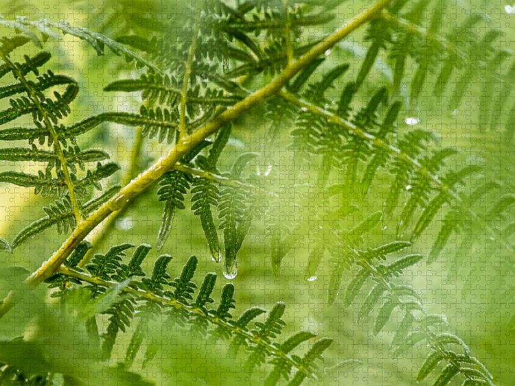 Produktbild: CALVENDO Puzzle Adlerfarn (Pteridium aquilinum) | 1000 Teile Lege-Gr&ouml;&szlig;e 64x48cm Foto-Puzzle f&uuml;r gl&uuml;ckliche Stunden