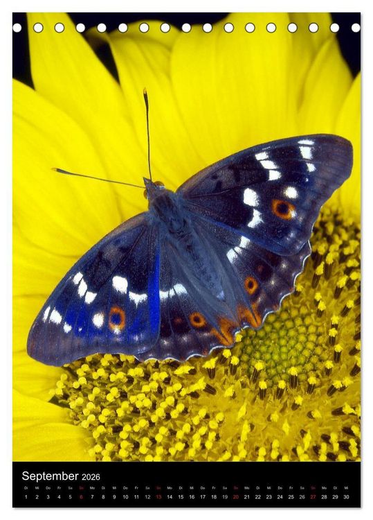 Produktbild: Schmetterlilnge und Blumen (Tischkalender 2026 DIN A5 hoch), CALVENDO Monatskalender