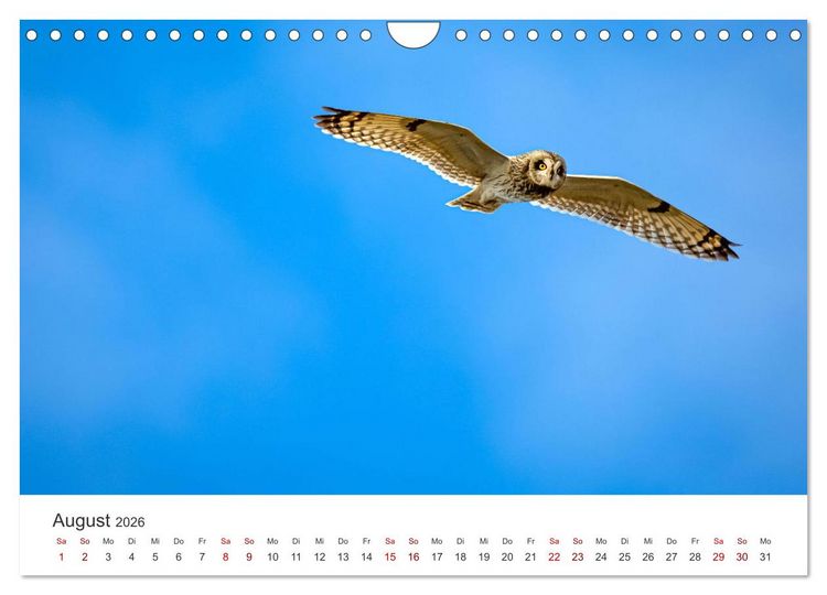 Produktbild: Eulen - Wachsame und geheimnisvolle Augen (Wandkalender 2026 DIN A4 quer), CALVENDO Monatskalender