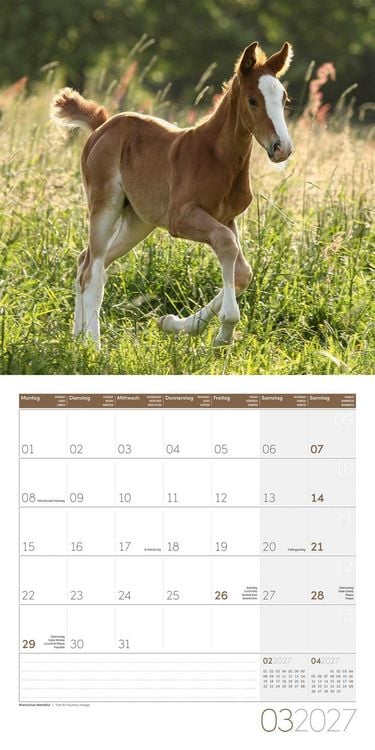 Produktbild: Pferde Kalender 2027 - 30x30 - Art12