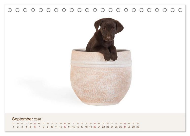 Produktbild: Labrador - Welpen (Tischkalender 2026 DIN A5 quer), CALVENDO Monatskalender