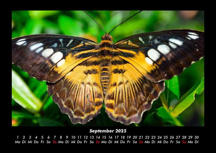 Produktbild: Bunte Pracht der Schmetterlinge 2025 Fotokalender DIN A3
