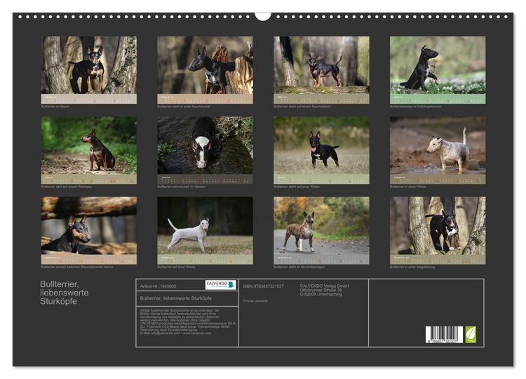 Produktbild: Bullterrier, liebenswerte Sturk&ouml;pfe (Wandkalender 2026 DIN A2 quer), CALVENDO Monatskalender