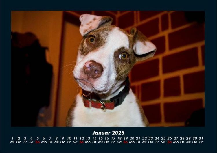 Produktbild: Welpen 2025 Fotokalender DIN A4