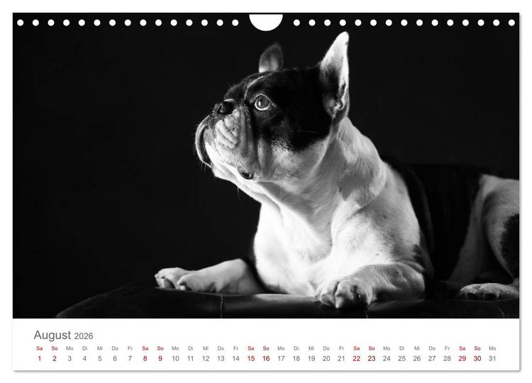 Produktbild: Hundeportraits Fine Art (Wandkalender 2026 DIN A4 quer), CALVENDO Monatskalender