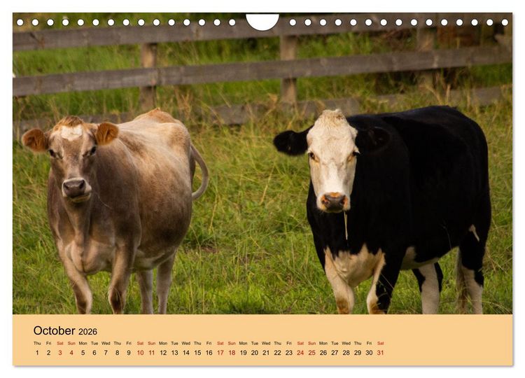 Produktbild: Our farm animals (Wall Calendar 2026 DIN A4 landscape), CALVENDO 12 Month Wall Calendar