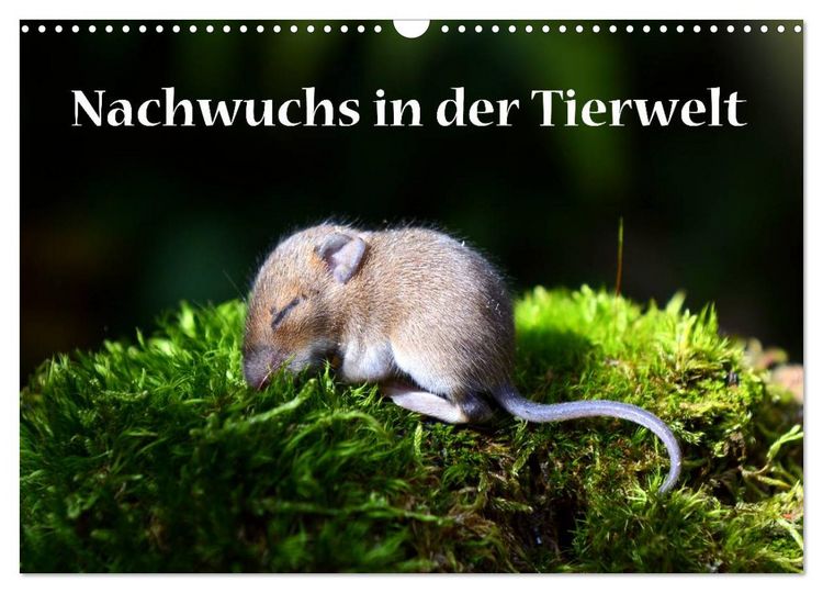 Produktbild: Nachwuchs in der Tierwelt (Wandkalender 2026 DIN A3 quer), CALVENDO Monatskalender