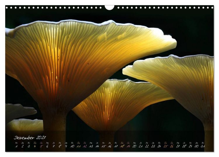 Produktbild: Pilze - die Stars der Waldb&uuml;hne (Wandkalender 2027 DIN A3 quer), CALVENDO Monatskalender