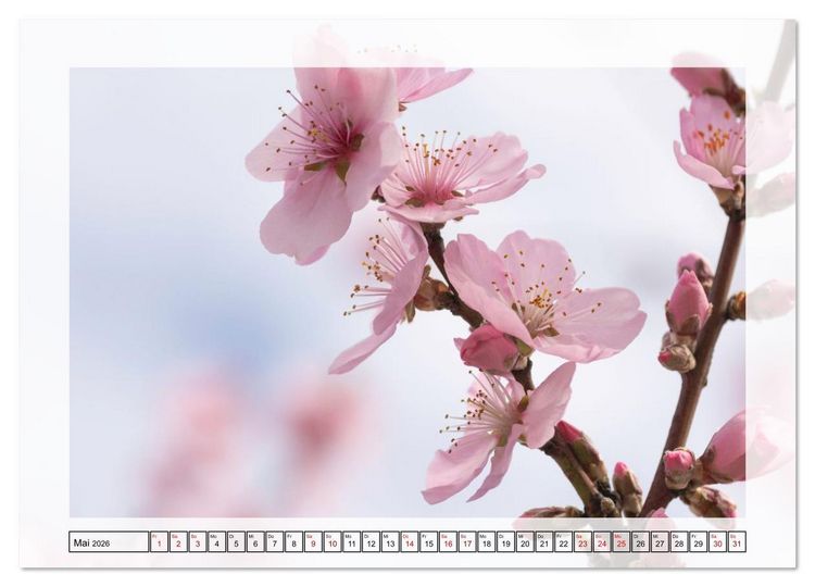 Produktbild: Jeden Monat in der Natur (Wandkalender 2026 DIN A2 quer), CALVENDO Monatskalender