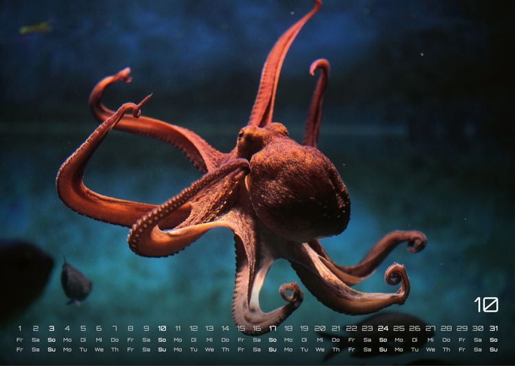 Produktbild: Sealife - verborgene Tiefen - 2027 - Kalender DIN A3