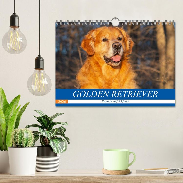 Produktbild: Golden Retriever - Freunde auf 4 Pfoten (Wandkalender 2026 DIN A4 quer), CALVENDO Monatskalender