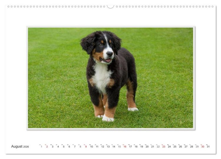 Produktbild: Emotionale Momente: Berner Sennenhund. (Wandkalender 2026 DIN A2 quer), CALVENDO Monatskalender