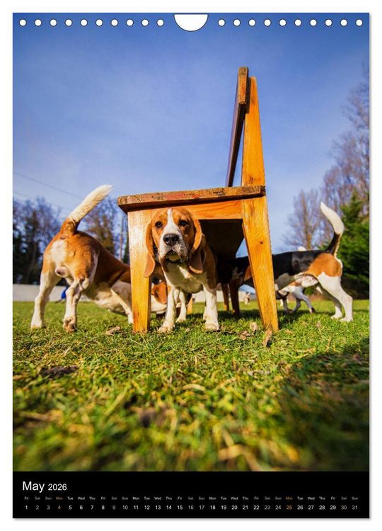 Produktbild: Beagles in action (Wall Calendar 2026 DIN A4 portrait), CALVENDO 12 Month Wall Calendar