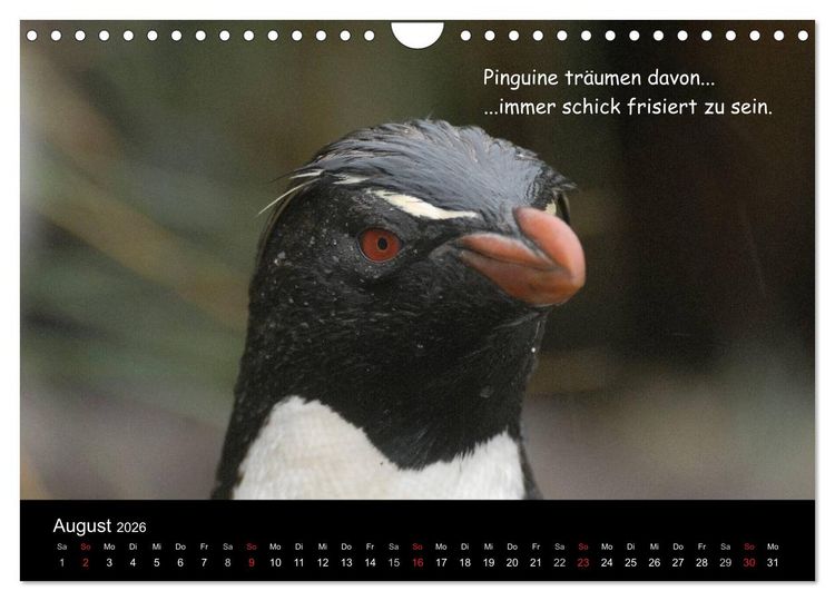 Produktbild: Wovon Pinguine tr&auml;umen (Wandkalender 2026 DIN A4 quer), CALVENDO Monatskalender