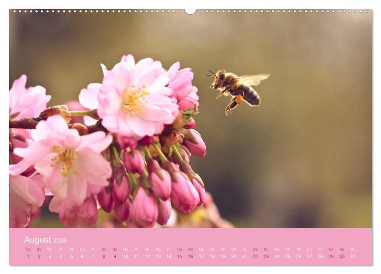 Produktbild: Zarte Kirschbl&uuml;ten - Berauschende Gedankend&uuml;fte (Wandkalender 2026 DIN A2 quer), CALVENDO Monatskalender