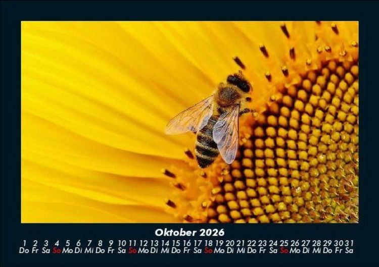 Produktbild: Bienen 2026 Fotokalender DIN A5