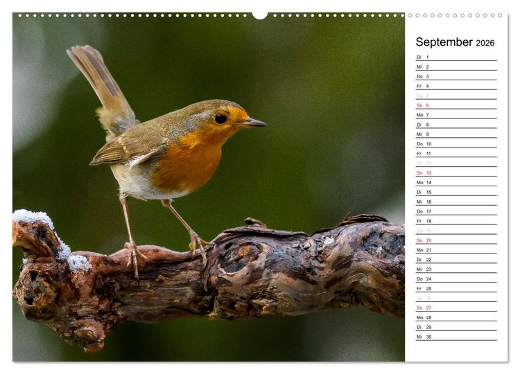 Produktbild: Unsere heimischen Gartenv&ouml;gel (hochwertiger Premium Wandkalender 2026 DIN A2 quer), Kunstdruck in Hochglanz