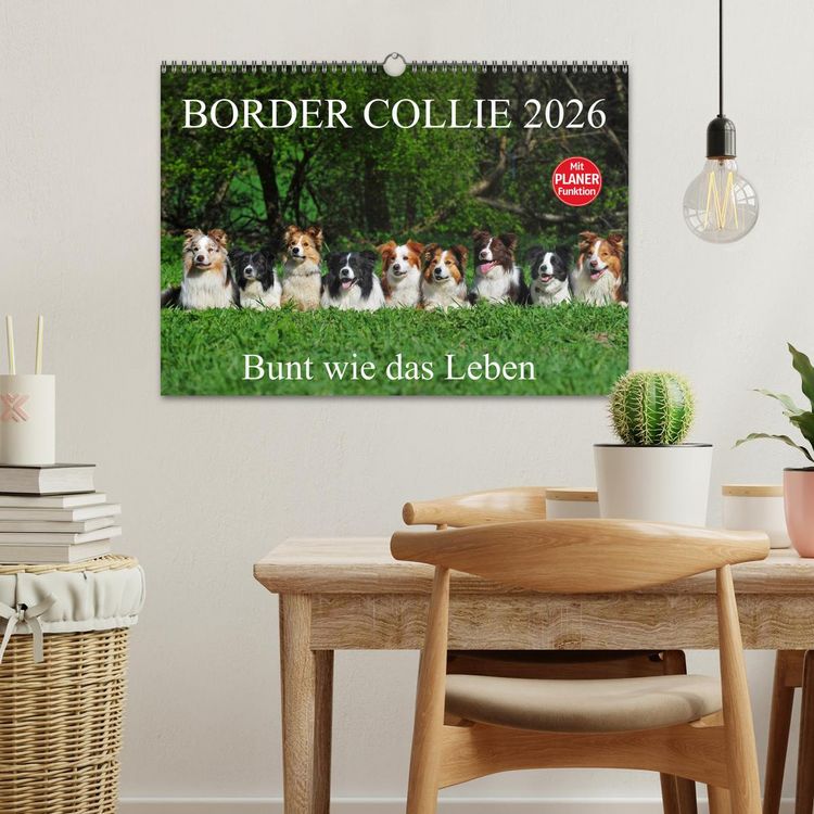 Produktbild: Border Collie 2026 (Wandkalender 2026 DIN A3 quer), CALVENDO Monatskalender