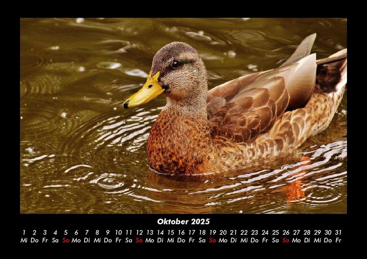 Produktbild: Enten 2025 Fotokalender DIN A3