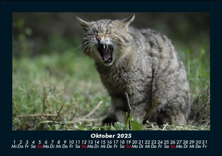 Produktbild: F&uuml;r Katzenfreunde 2025 Fotokalender DIN A5