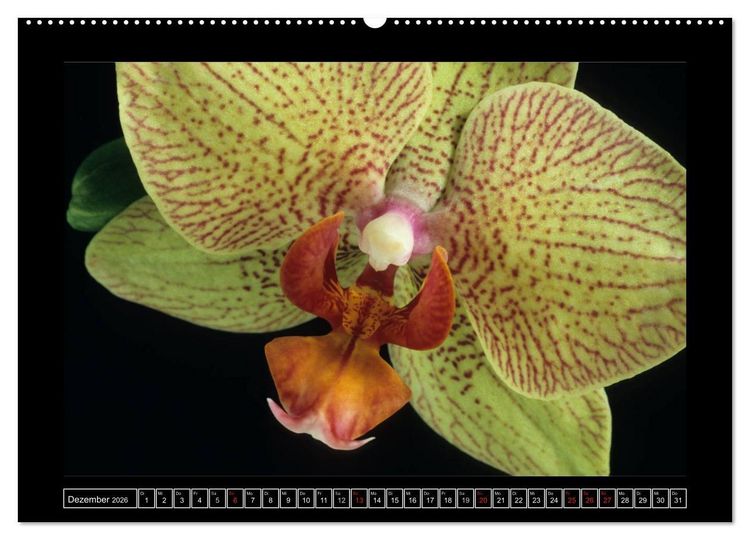 Produktbild: Orchideen 2026 (hochwertiger Premium Wandkalender 2026 DIN A2 quer), Kunstdruck in Hochglanz