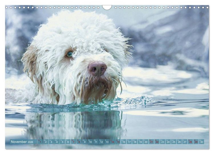 Produktbild: Lagotto Romagnolo Splash Edition (Wall Calendar 2026 DIN A3 landscape), CALVENDO 12 Month Wall Calendar