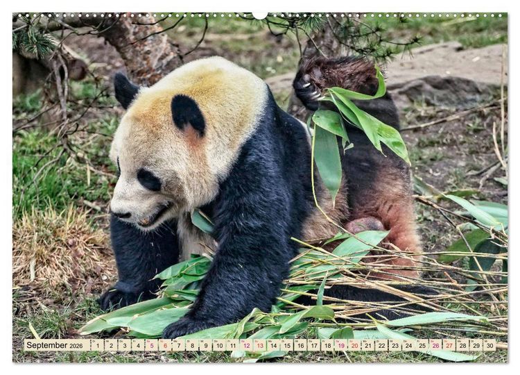 Produktbild: Niedlicher Panda (hochwertiger Premium Wandkalender 2026 DIN A2 quer), Kunstdruck in Hochglanz