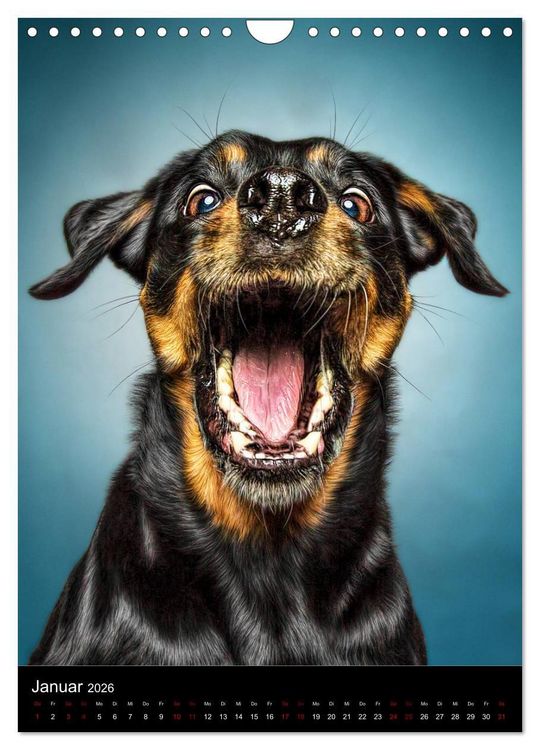 Produktbild: Funny Faces - Lustige Hundebilder (Wandkalender 2026 DIN A4 hoch), CALVENDO Monatskalender