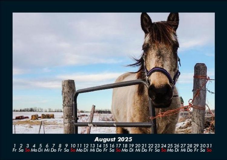 Produktbild: Die Welt der Pferde 2025 Fotokalender DIN A5