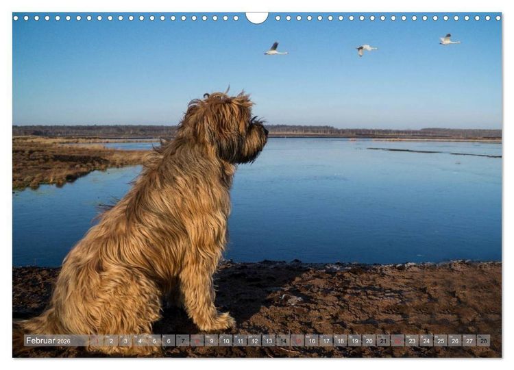 Produktbild: Briards - sanfte Riesen mit Temperament (Wandkalender 2026 DIN A3 quer), CALVENDO Monatskalender