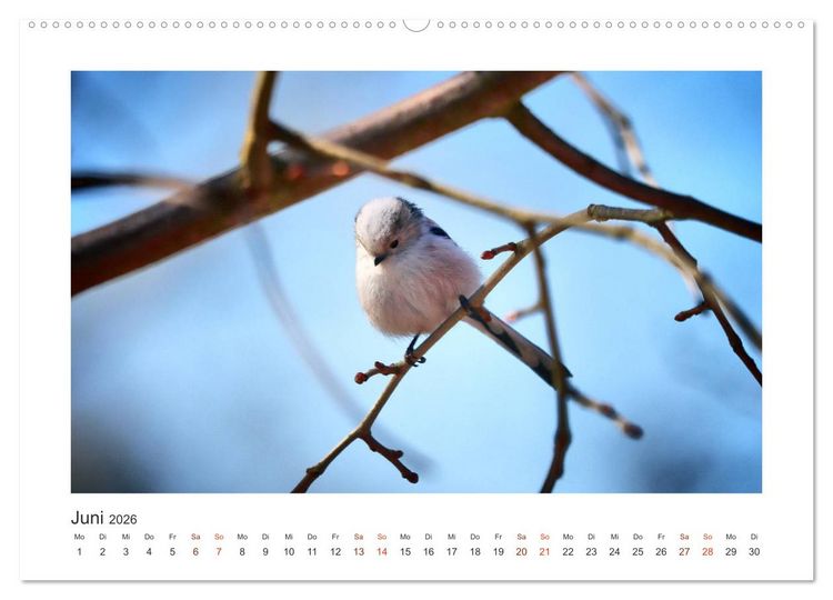 Produktbild: Gefiederte Garteng&auml;ste, Schwanzmeisen (hochwertiger Premium Wandkalender 2026 DIN A2 quer), Kunstdruck in Hochglanz