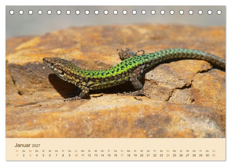 Produktbild: Eidechsen Europas (Tischkalender 2027 DIN A5 quer), CALVENDO Monatskalender