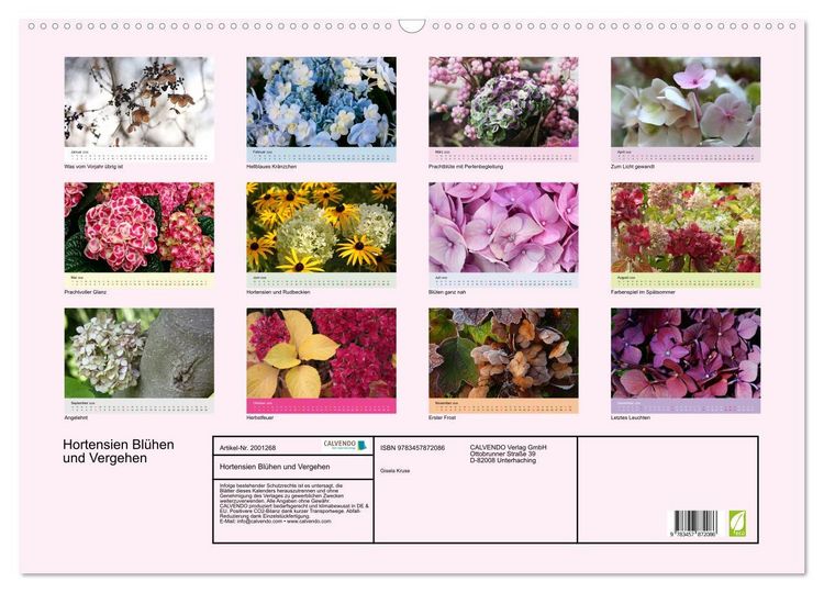 Produktbild: Hortensien Bl&uuml;hen und Vergehen (Wandkalender 2026 DIN A2 quer), CALVENDO Monatskalender