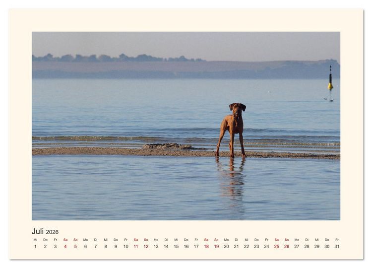 Produktbild: Rhodesian Ridgeback Power aus S&uuml;dafrika (hochwertiger Premium Wandkalender 2026 DIN A2 quer), Kunstdruck in Hochglanz