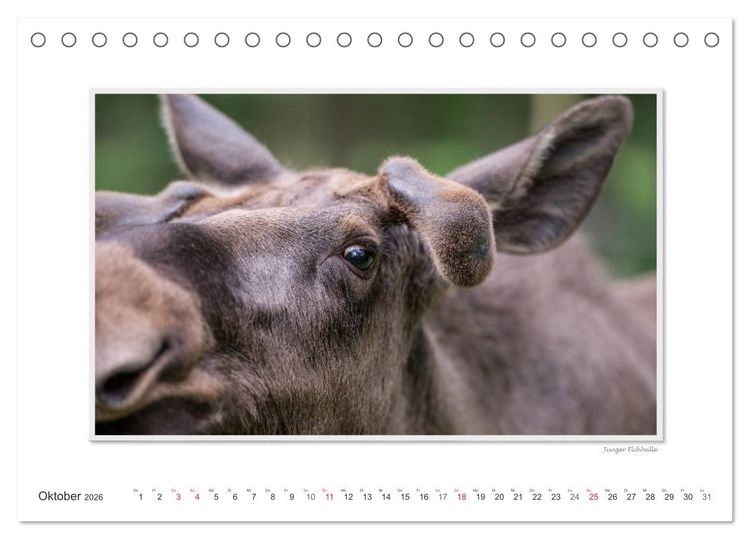 Produktbild: Emotionale Momente: Europ&auml;ischer Elch Part II (Tischkalender 2026 DIN A5 quer), CALVENDO Monatskalender