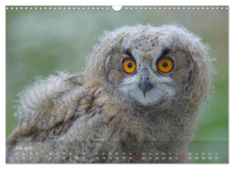 Produktbild: Eulen-Kalender (Wandkalender 2026 DIN A3 quer), CALVENDO Monatskalender