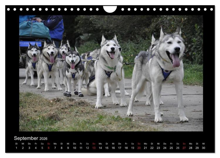 Produktbild: Husky-Kalender (Wandkalender 2026 DIN A4 quer), CALVENDO Monatskalender