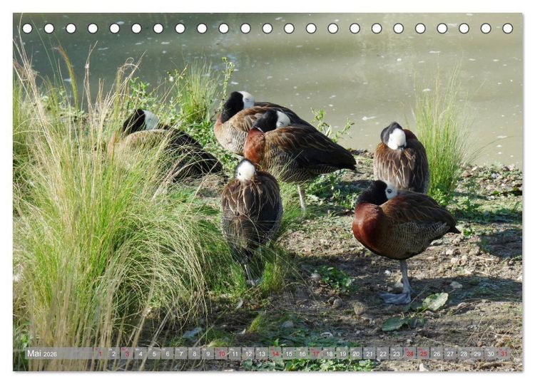 Produktbild: Tierisch gut: Wasserv&ouml;gel (Tischkalender 2026 DIN A5 quer), CALVENDO Monatskalender