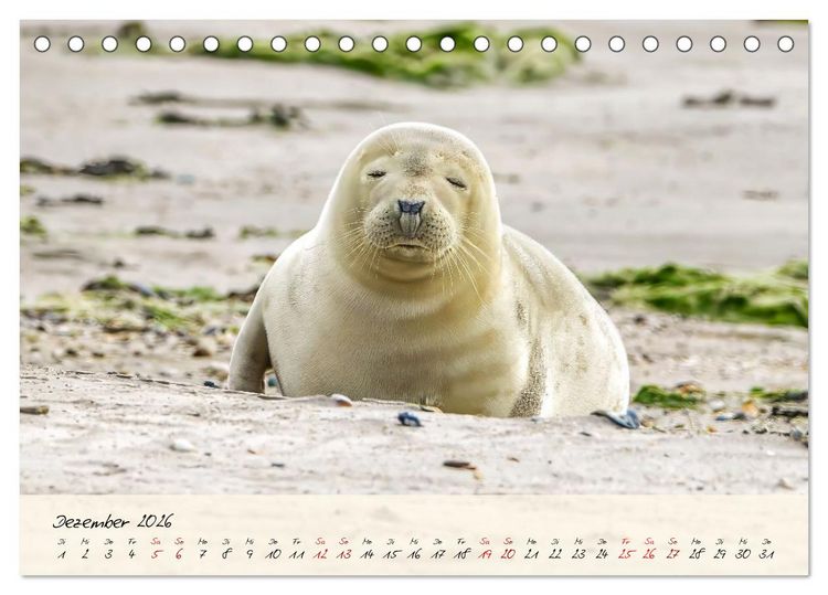 Produktbild: Brut- und Setzzeit. Neues Leben entsteht. (Tischkalender 2026 DIN A5 quer), CALVENDO Monatskalender