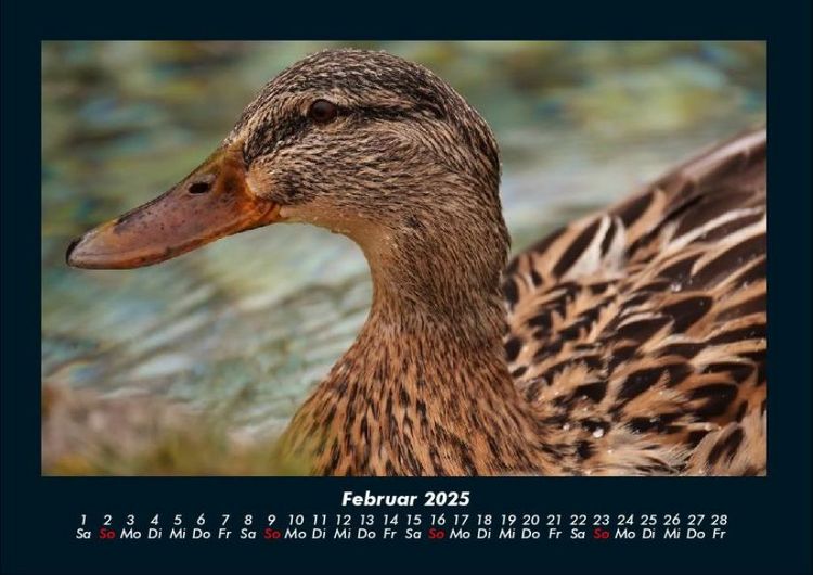 Produktbild: Enten 2025 Fotokalender DIN A4